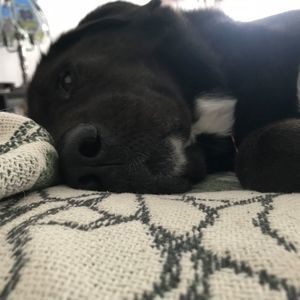 Meet your Posher, Martin